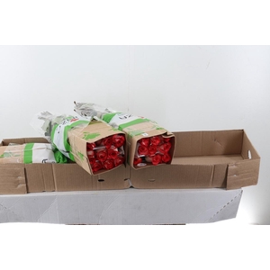 R Gr Stunning 50cm Box Fu