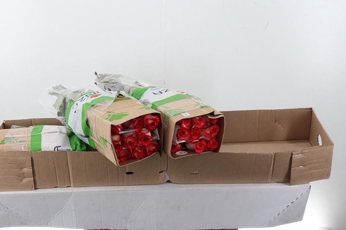 <h4>R Gr Blush 50cm Box Fu</h4>