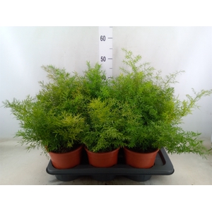 Asparagus dens. 'Cwebe'
