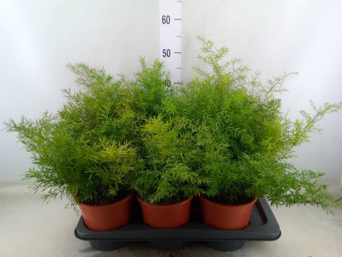 <h4>Asparagus dens. 'Cwebe'</h4>