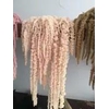 Preserved amaranthus paint salmon
