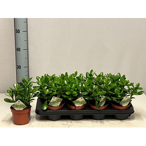 CRASS OVATA
