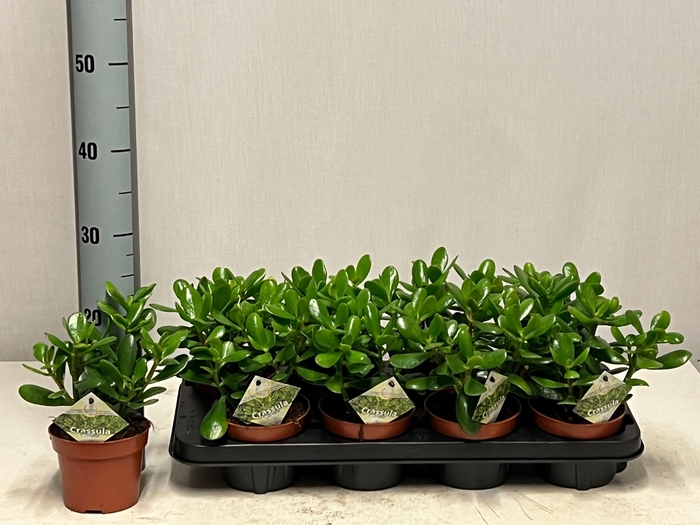 <h4>CRASS OVATA</h4>