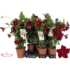 MANDE BRAS BRILL RED