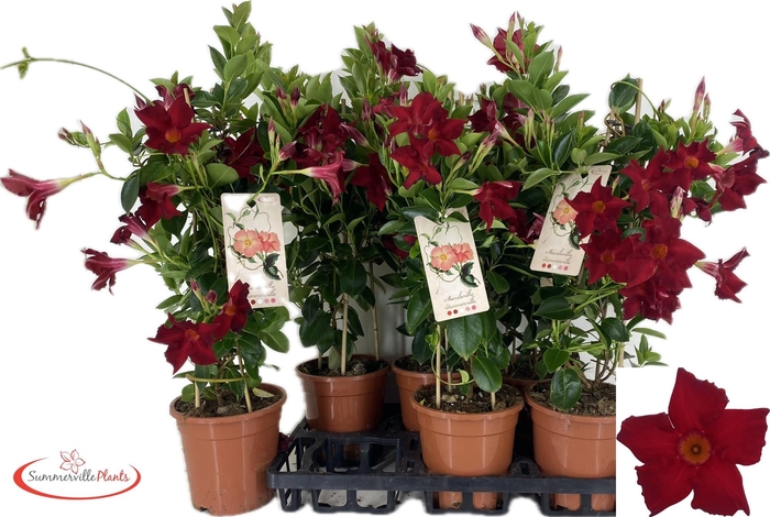 <h4>MANDE BRAS BRILL RED</h4>