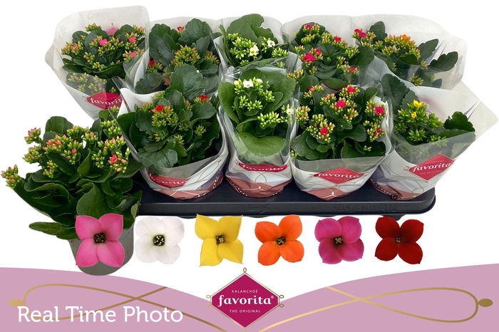 <h4>KAL EN GEM 6 KL</h4>