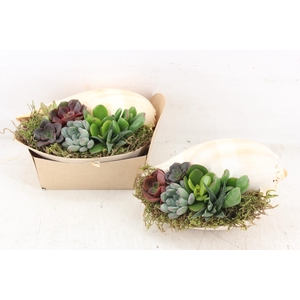 arr3 AD - Melo Diadema XL