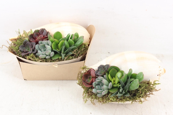 <h4>arr3 AD - Melo Diadema XL</h4>