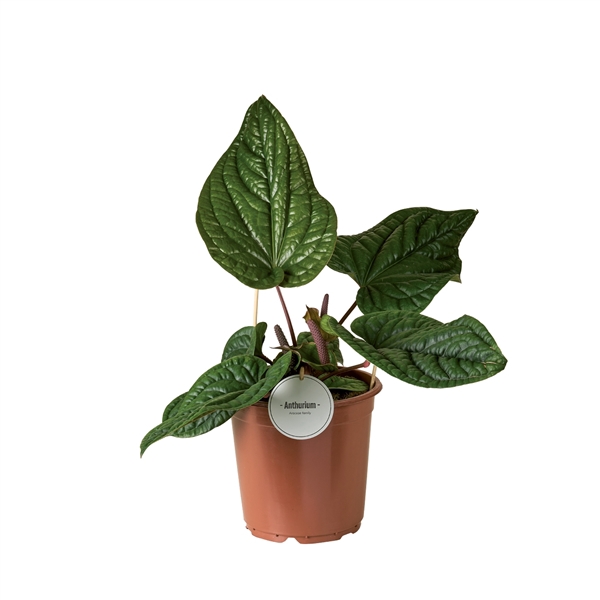 <h4>Anthurium Luxurians x Radicans</h4>