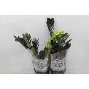 ZAMIOCULCAS BLACK QUEEN P14