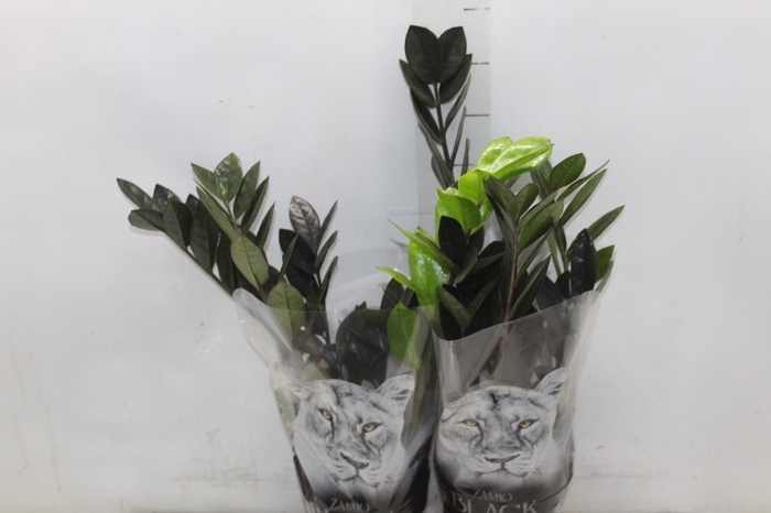 <h4>ZAMIOCULCAS BLACK QUEEN P14</h4>