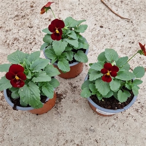 Viola Cornuta Red