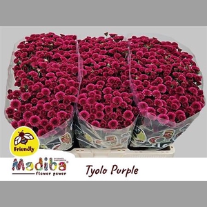 Chr S Madiba Tyolo Purple