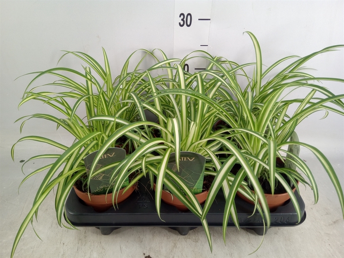 <h4>Chlorophytum  'Atlantic'</h4>