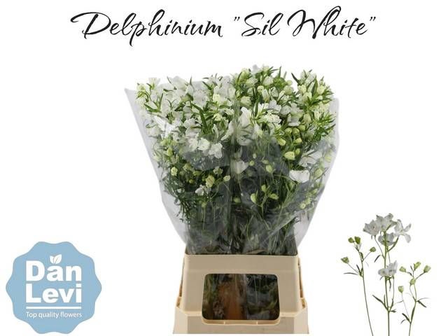 <h4>DELPH EN M SIL WHITE</h4>
