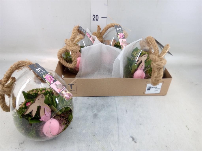 <h4>Arr. Pasen L%</h4>