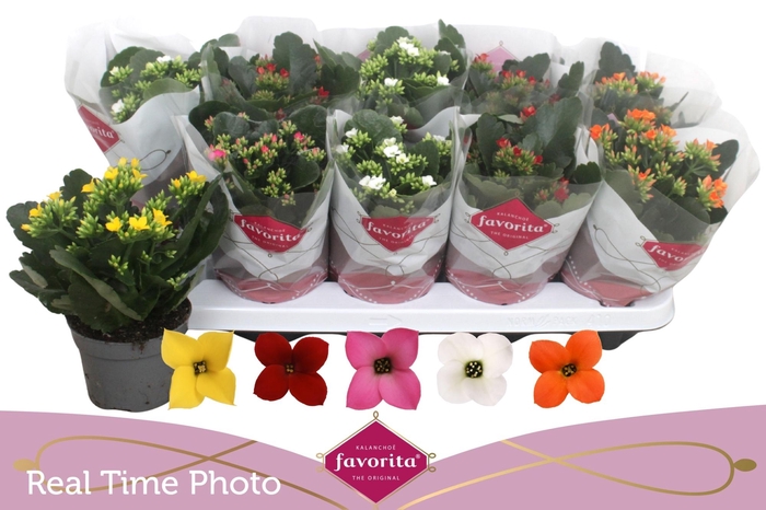 <h4>KAL EN GEM 5 KL</h4>