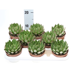Echeveria   ...