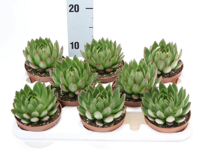 <h4>Echeveria   ...</h4>
