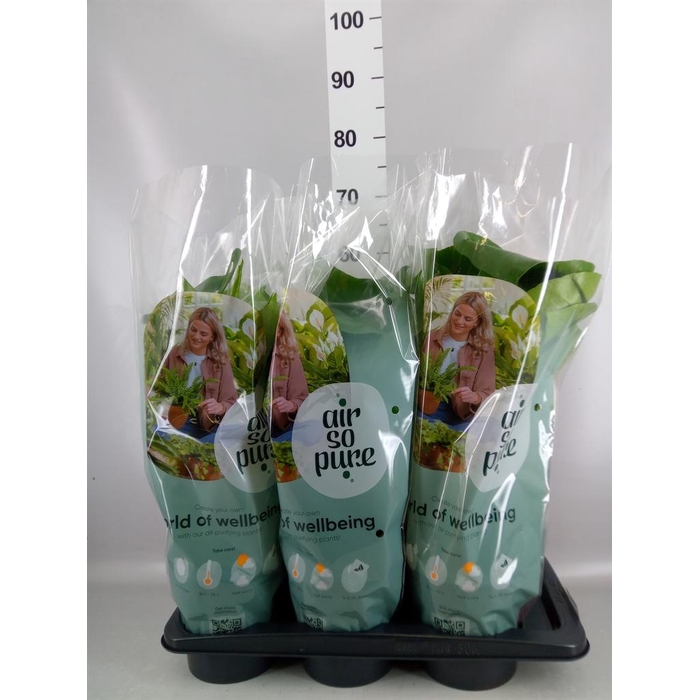 <h4>Monstera delic.</h4>