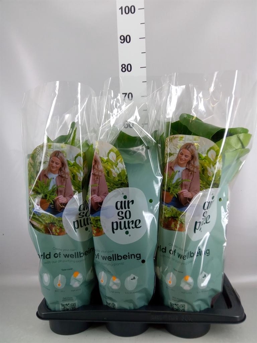 Monstera delic.