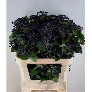 Viburnum Dark Blue Herman Reijnen