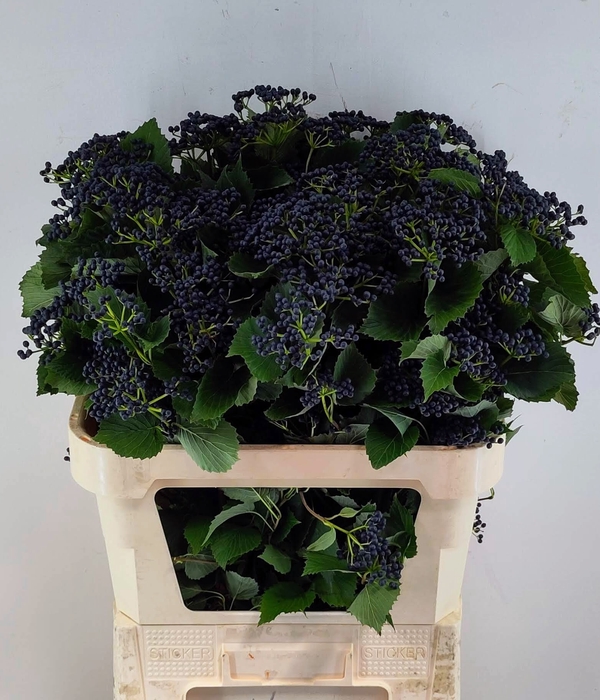 <h4>VIBUR DARK BL HERMAN</h4>