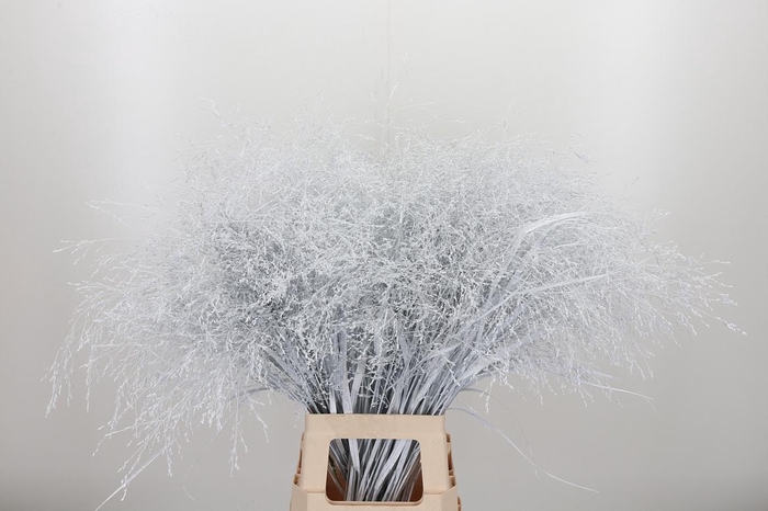 <h4>Panicum Kl Bh Wit</h4>