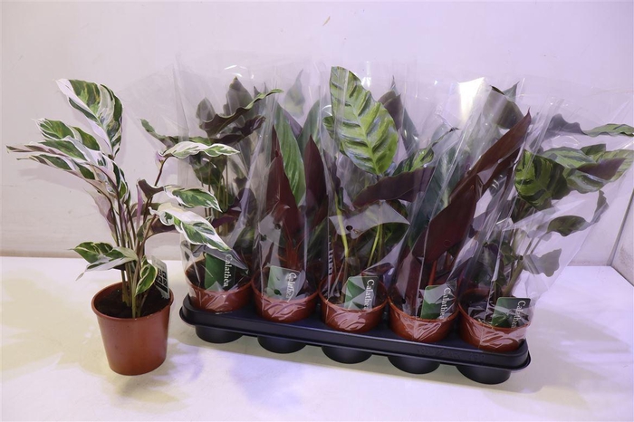 <h4>Calat Gem 2 Srt</h4>