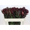 Leucadendron Saf Sunset Dark R.