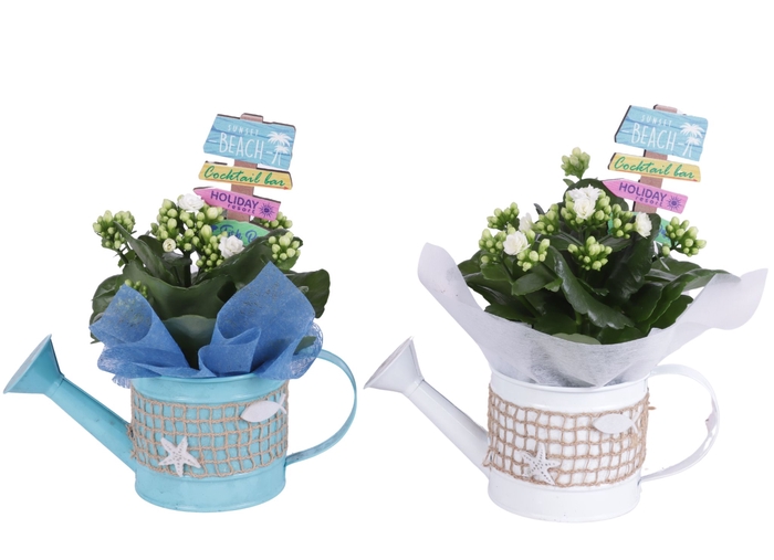 <h4>Opm Maritime Arr. Indoor Zinc Watering Can Fishing</h4>