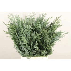 Leaf conifer blue