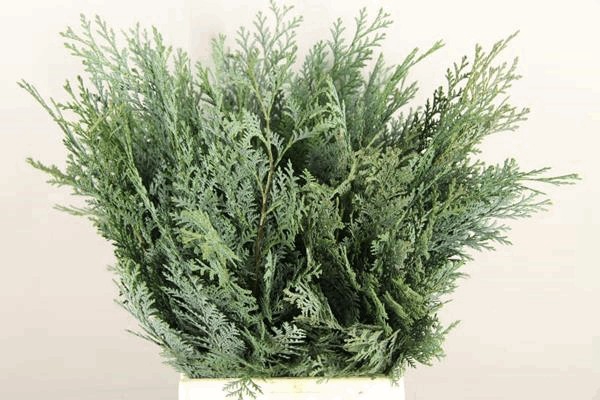 <h4>Leaf conifer blue</h4>