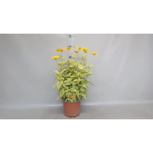 Heliopsis