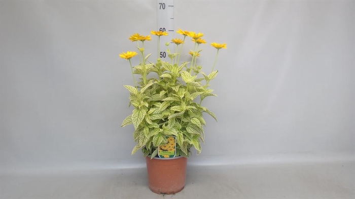 <h4>Heliopsis</h4>