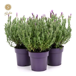 Lavandula st. 'Anouk'® Collection P15