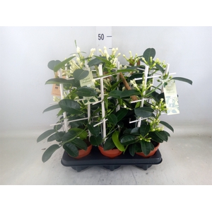 Stephanotis floribunda   ...