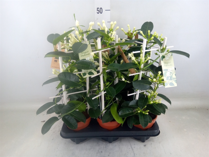 <h4>Stephanotis floribunda   ...</h4>