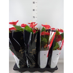 Anthurium andr. 'Madural'