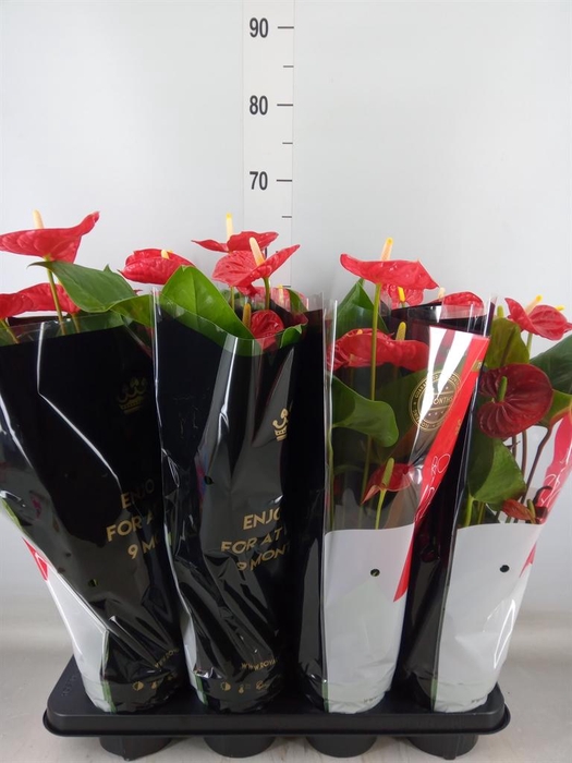 <h4>Anthurium andr. 'Madural'</h4>