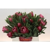 Protea Brenda