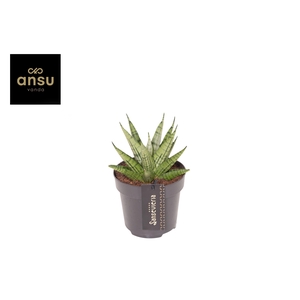 Sansevieria Comet Mini Queen No. 2