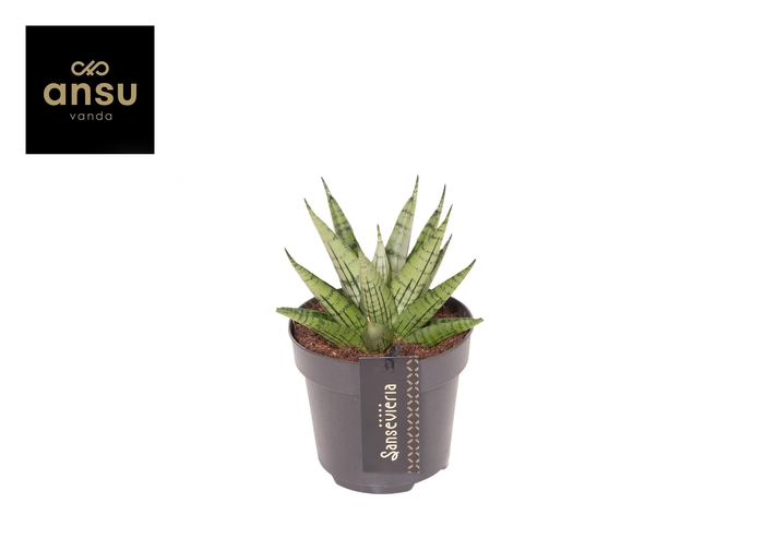 <h4>Sansevieria Comet Mini Queen No. 2</h4>