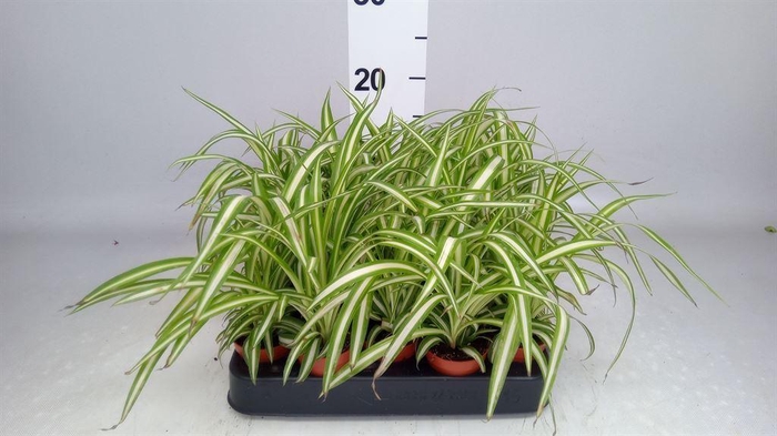 <h4>Chlorophytum  'Atlantic'</h4>