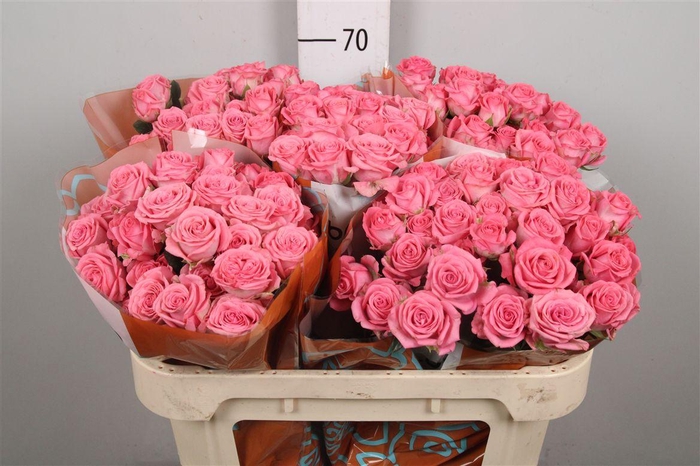 <h4>R Tr Jessy X5</h4>