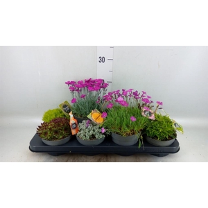 Rotsplanten   ...mix   [Rock plant]