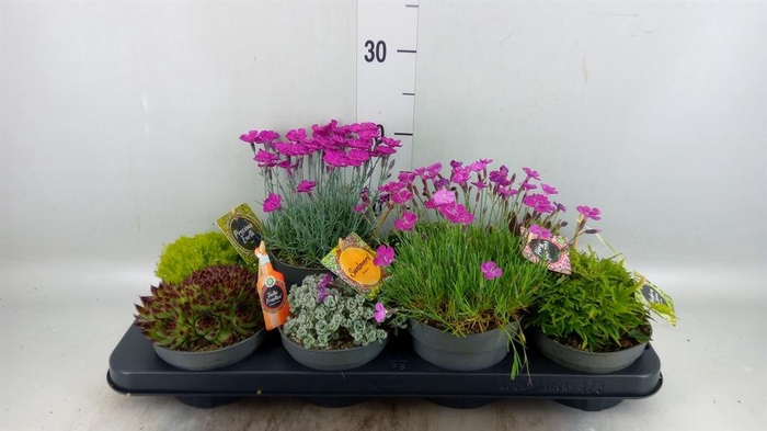 <h4>Rotsplanten   ...mix   [Rock plant]</h4>