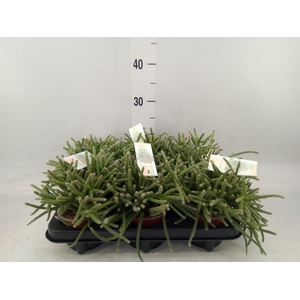 Rhipsalis baccifera subsp. horrida