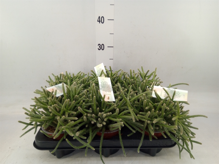 <h4>Rhipsalis baccifera subsp. horrida</h4>