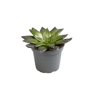 ECHEVERIA-HYBRID P6 BLACK P